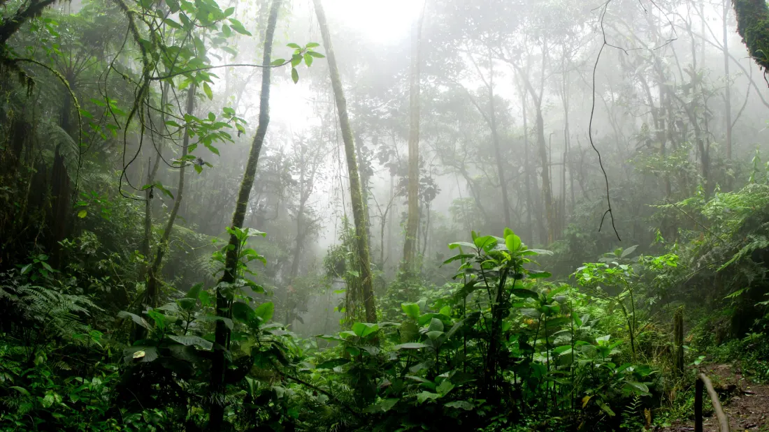 Sunlight breaking through a quiet, misty forest